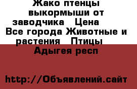 Жако птенцы выкормыши от заводчика › Цена ­ 1 - Все города Животные и растения » Птицы   . Адыгея респ.